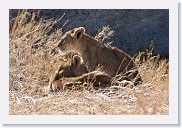 15SerengetiAMGameDrive - 21 * 2 Lion cubs enjoying the morning sun.